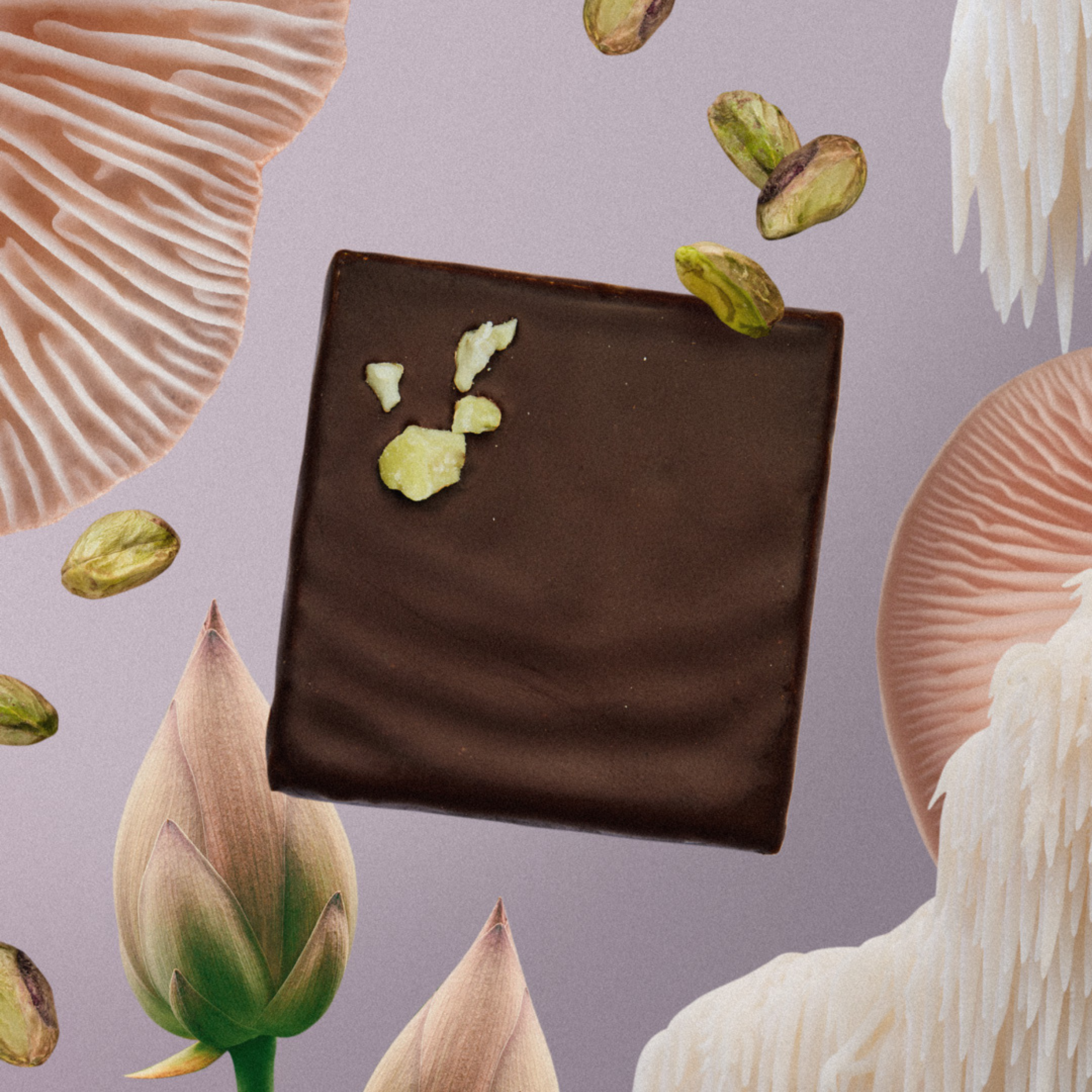 Cacao cru Pistache & Crinière de Lion