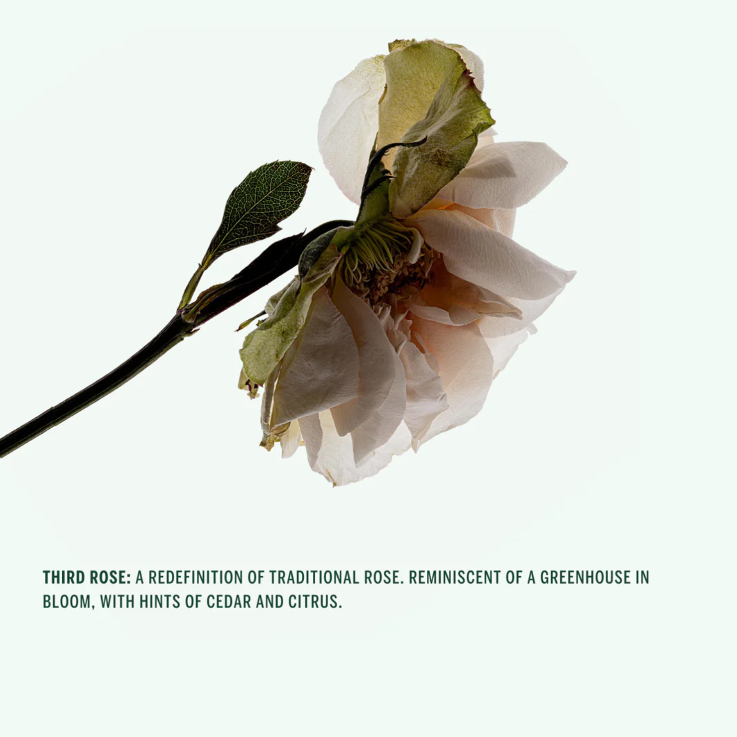 Gel douche - Thirdrose