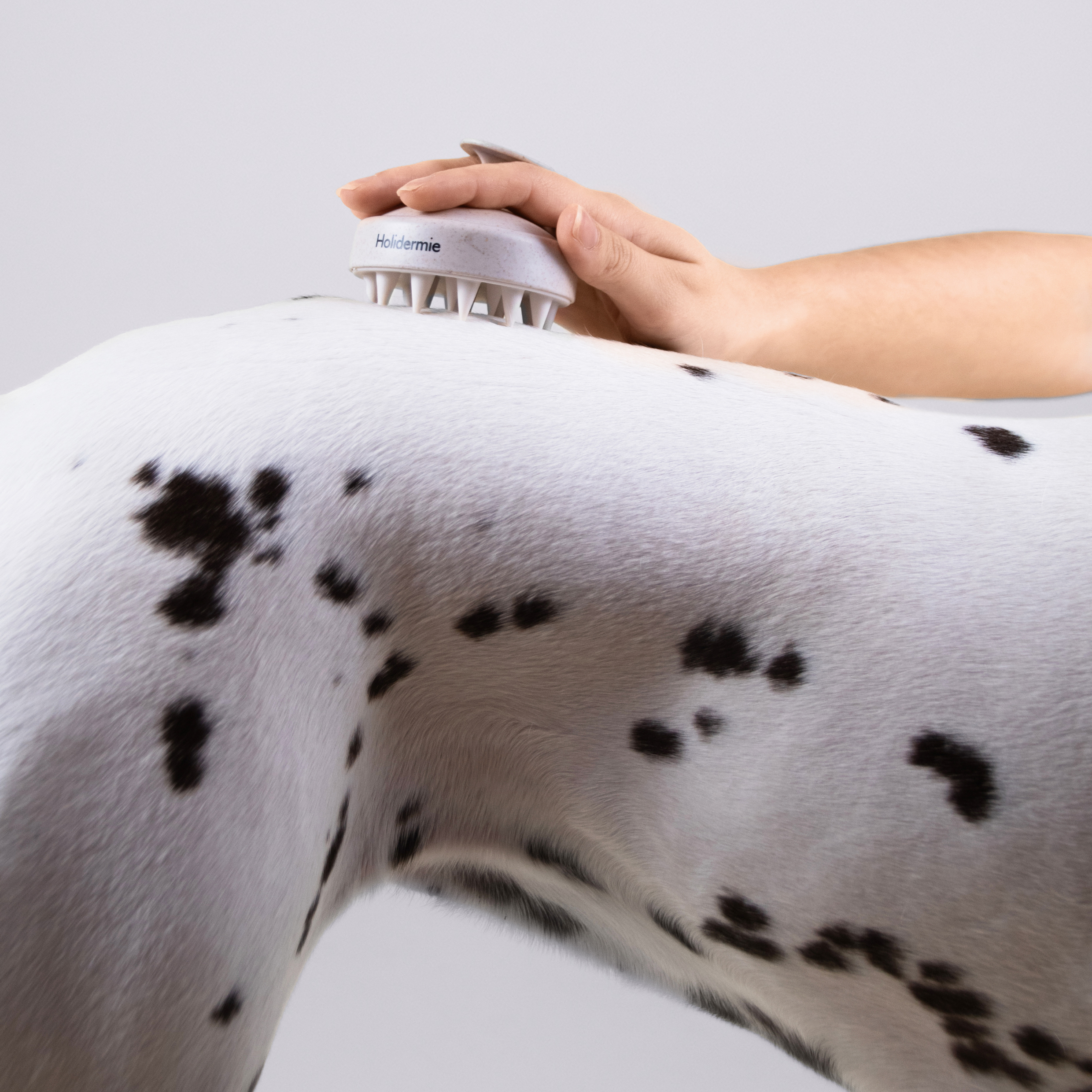 Brosse Massage Chien - HOLIDOG