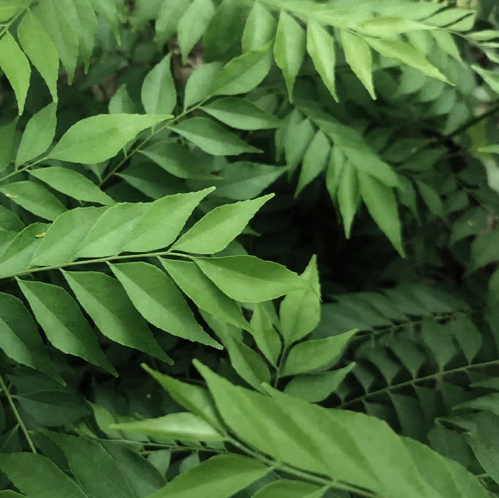 Arbre à curry