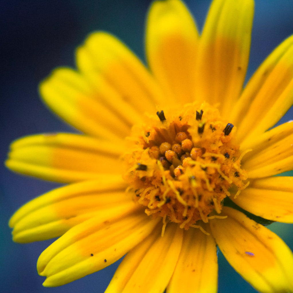 Arnica