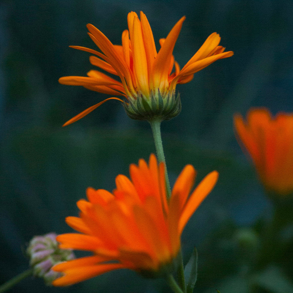 Calendula