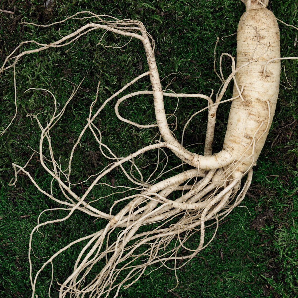 Ginseng