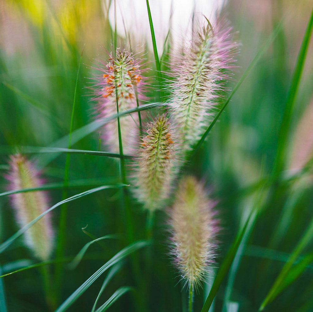 Herbe d'orge