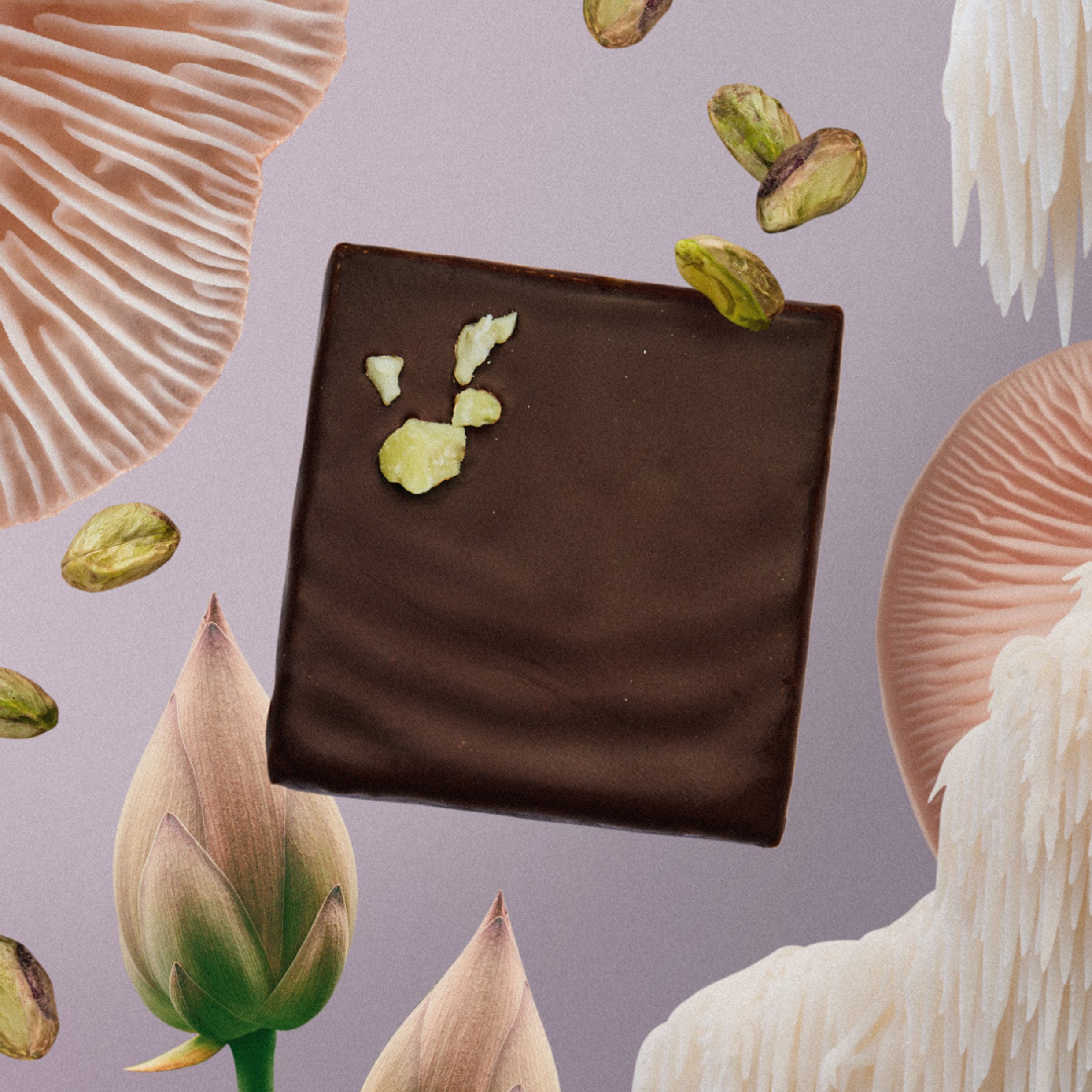 Cacao cru Pistache BIO & Crinière de Lion