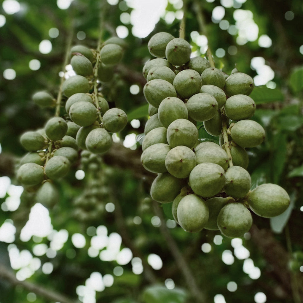 Karité