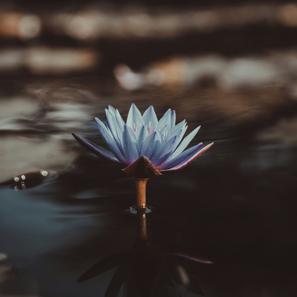Lotus bleu