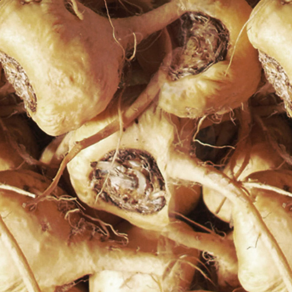 Maca