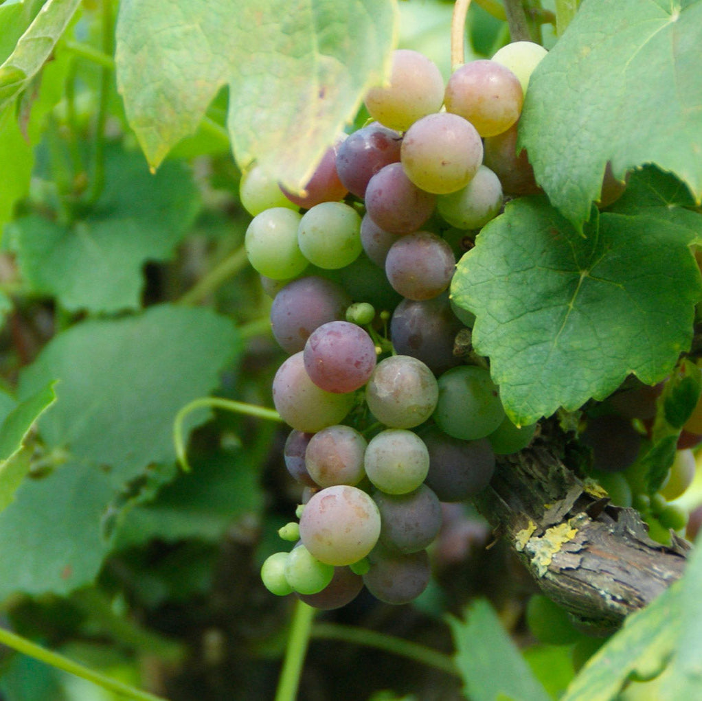 Pépin de raisin