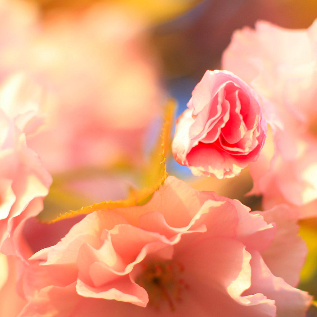 Pétale de rose