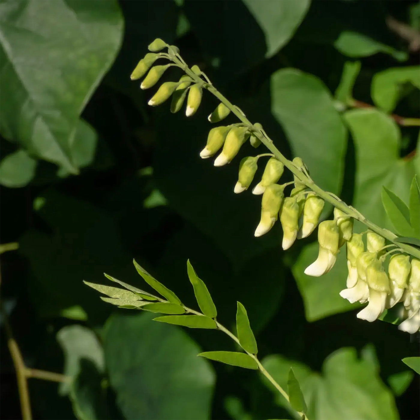 Sophora flavescens