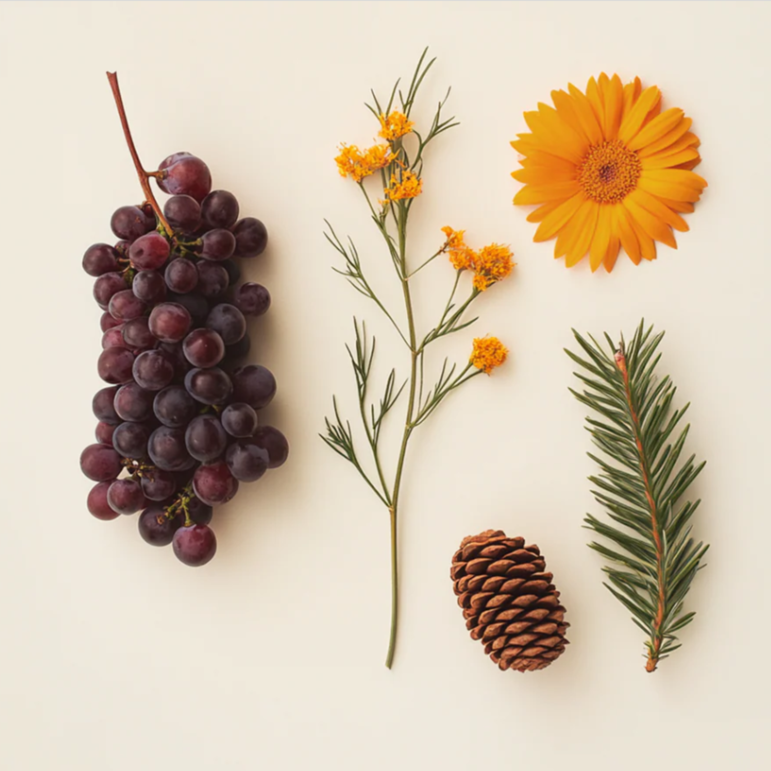 Le complex Holiderm expliqué par le Dr Jérôme Paris