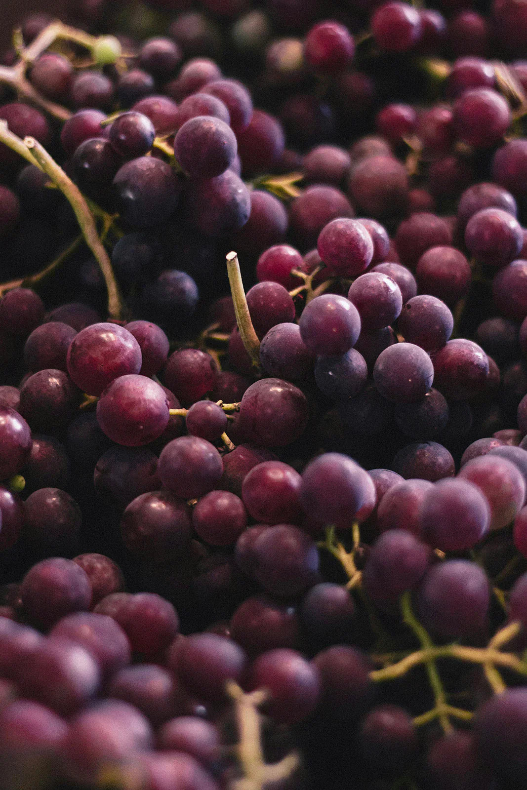 Grappes de raisin noir
