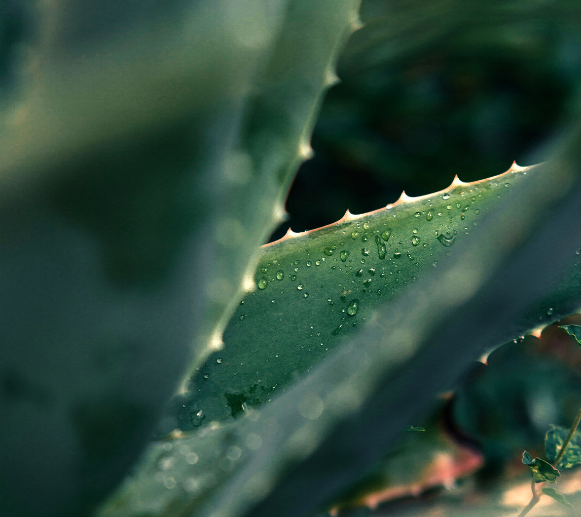 Aloe vera