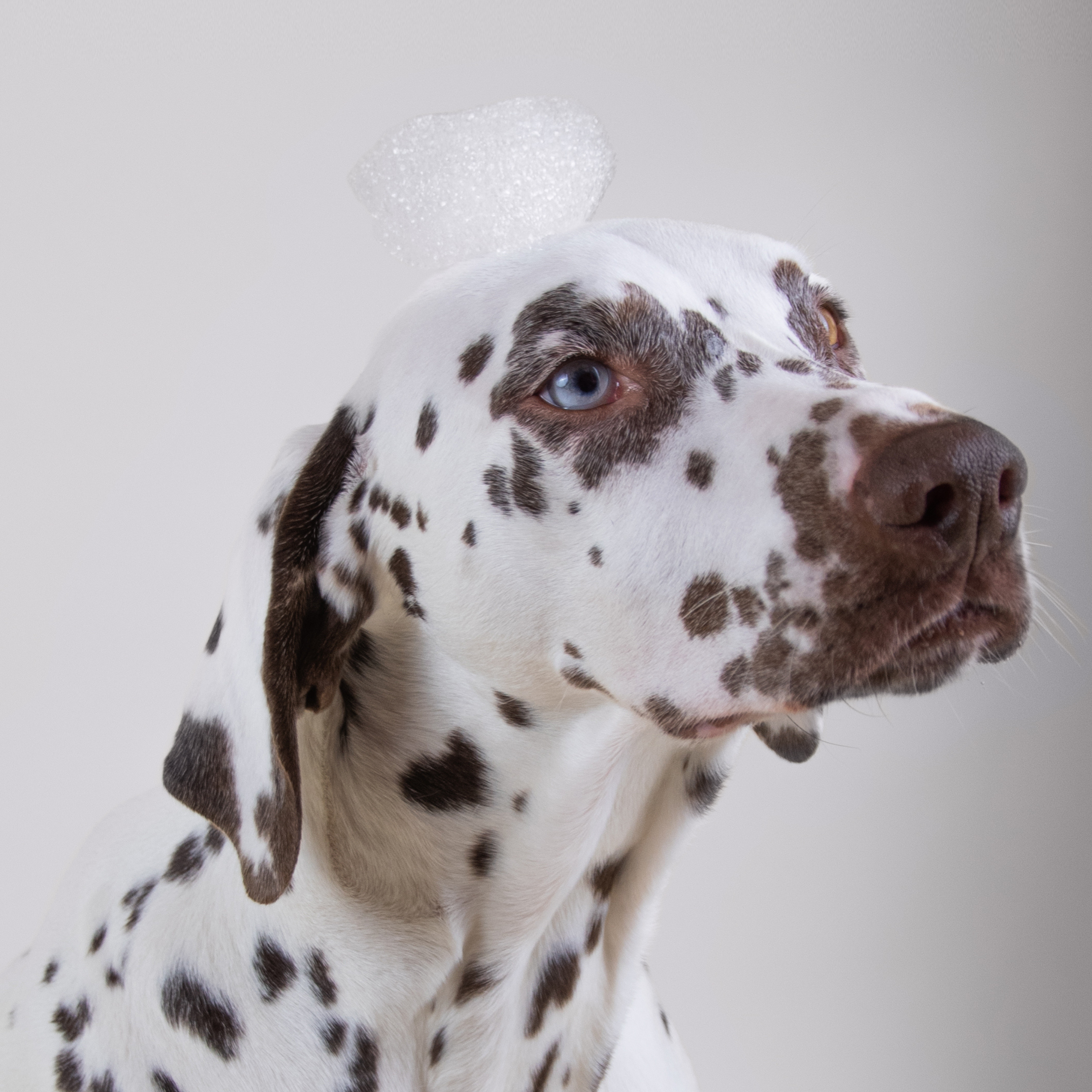 Shampooing pour chien au parfum signature Holidermie
