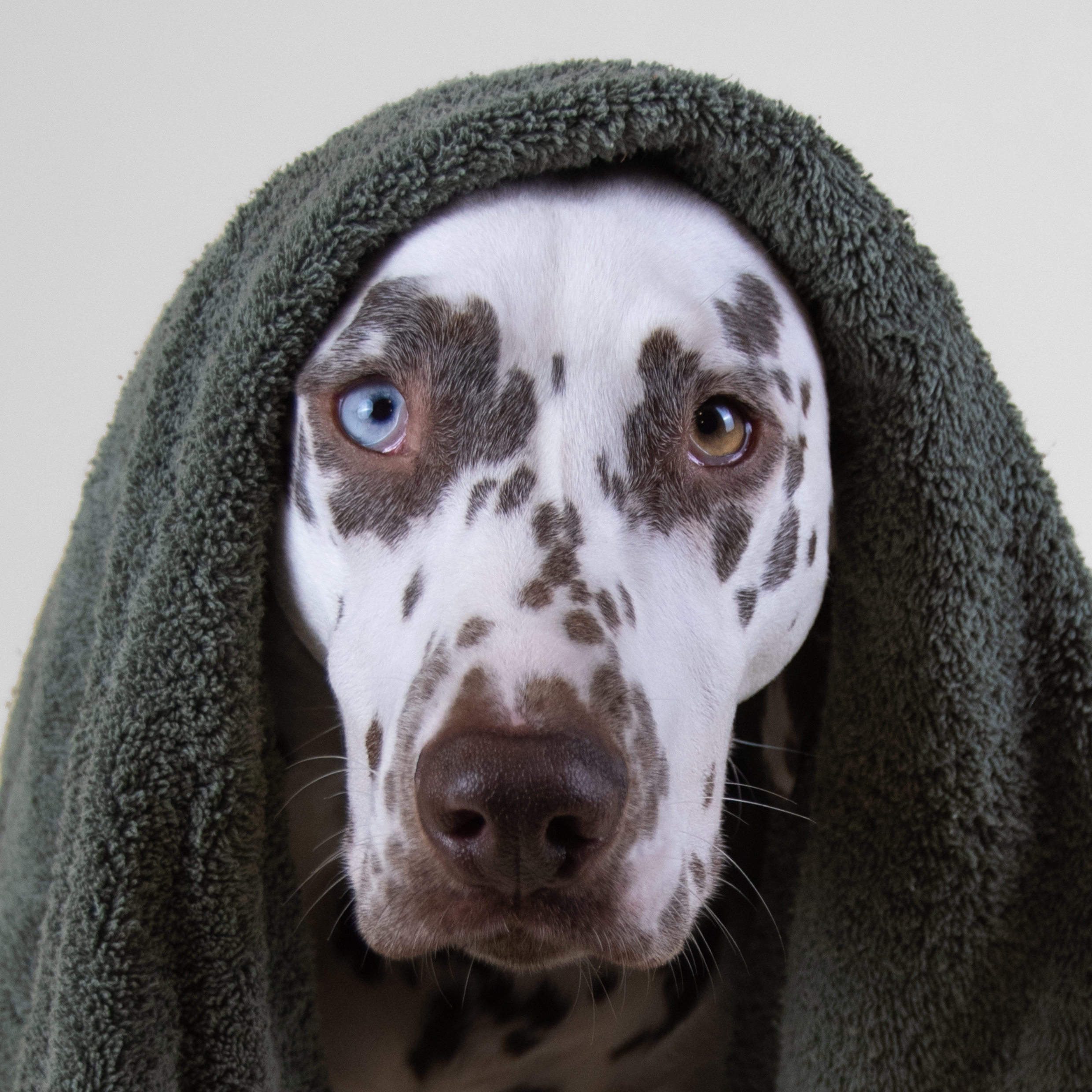 Nettoyant doux pour chien sans sulfate et respectueux de la peau