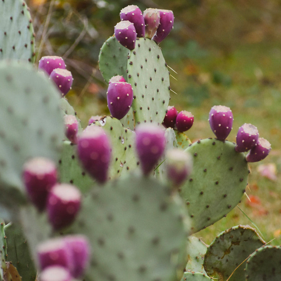 Huile de figue de Barbarie