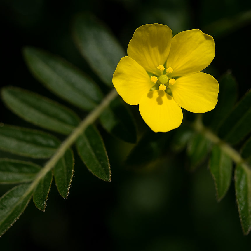 Tribulus terrastris